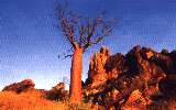 Boab Tree (click for enlargement)