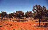 Desert Oaks (click for enlargement) 