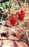 desert peas, Kings Canyon Resort (click for enlargement)