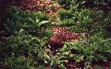 Echidna, Phillip Island Wildlife Park (click for enlargement)
