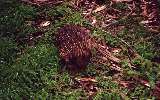 Echidna, Phillip Island Wildlife Park (click for enlargement)