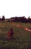 Kangaroos, Phillip Island Wildlife Park (click for enlargement)