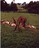 Kangaroos, Phillip Island Wildlife Park (click for enlargement)