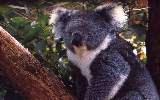 Koala (click for enlargement)