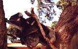 Koalas, Phillip Island Wildlife Park (click for enlargement)