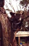 Koalas, Phillip Island Wildlife Park (click for enlargement)