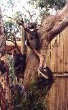Koalas, Phillip Island Wildlife Park (click for enlargement)