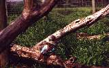 Kookaburra, Phillip Island Wildlife Park (click for enlargement)