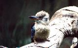 Kookaburra (click for enlargement)