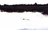 crocodile, Kakadu NP (click for enlargement)