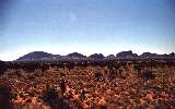 The Olgas (click for enlargement)