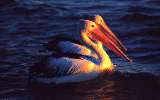 Pelicans, Monkey Mia (click for enlargement)