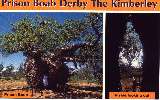 Boab Prison Tree near Derby (click for enlargement)