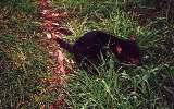 Tasmanian Devil, Phillip Island Wildlife Park (click for enlargement)