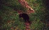 Tasmanian Devil, Phillip Island Wildlife Park (click for enlargement)