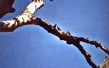 Budgerigar resp. Australian grass parakeet (click for enlargement)