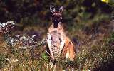 Western Grey Kangaroo (click for enlargement)