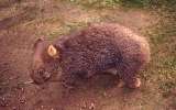Wombat, Phillip Island Wildlife Park (click for enlargement)