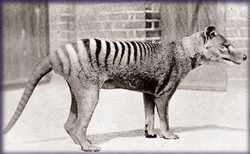 extinct or not ?: the 'Tasmanian Tiger'