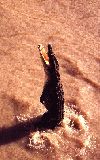 jumping crocodiles, Adelaide River (click for enlargement)